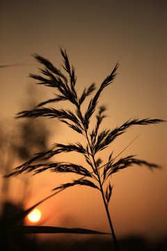 夕阳下的芦苇