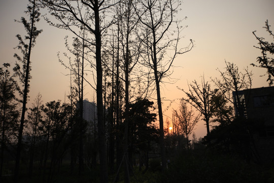 济南森林公园中的树林