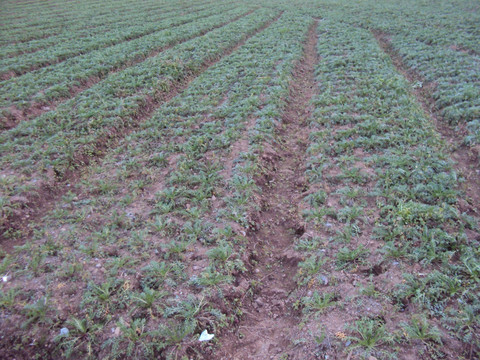 玛咖种植基地玛咔特色农作物农业