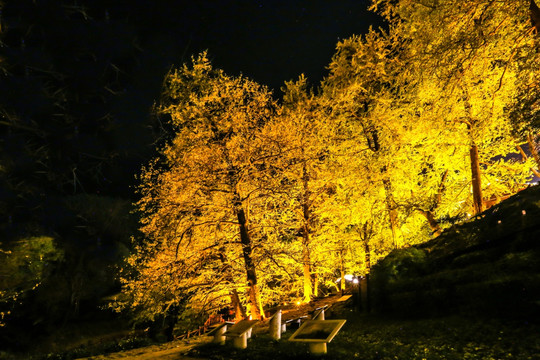 贵州妥乐村银杏林夜景