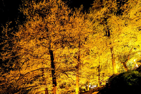 贵州妥乐村银杏林夜景