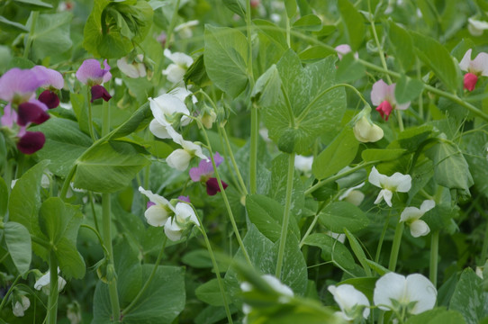 豌豆花