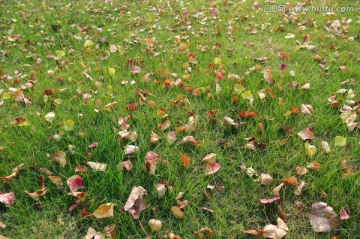 草地草坪落叶