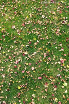 秋天的草地落叶