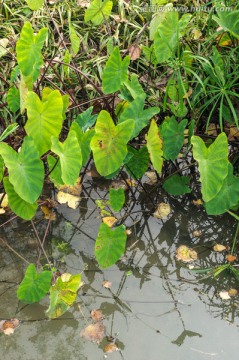 池塘水草慈姑