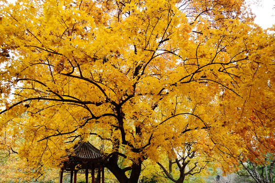 满树金黄满色秋