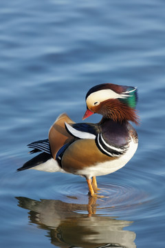 野鸳鸯