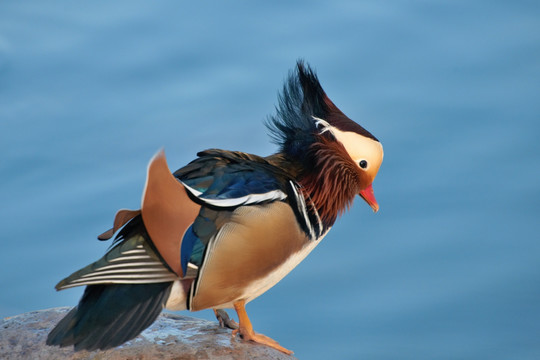 野鸳鸯