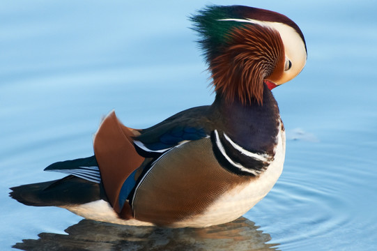 野鸳鸯