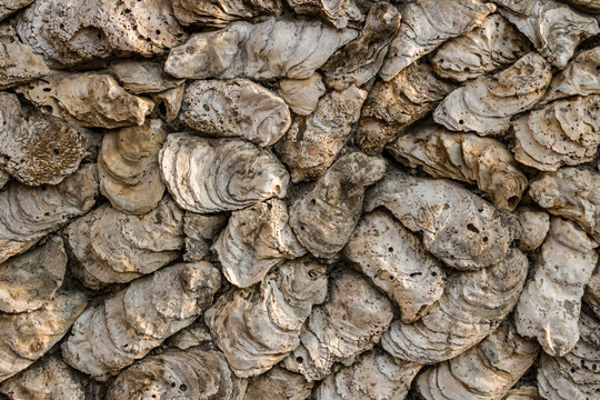 牡蛎墙面 耗壳 蚝壳 生蚝墙壁