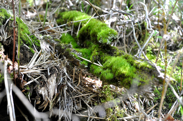 苔藓