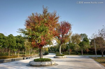 金华五百滩公园 红色石楠树