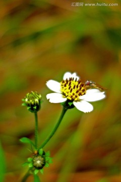 白花鬼针草 白色野菊花 细腰蜂