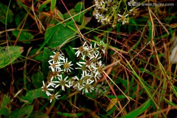 东风菜 白色野花 中草药