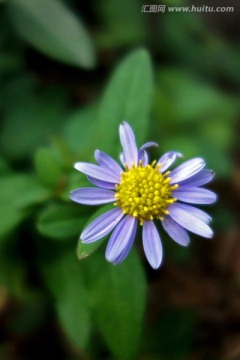 狗娃花 野菊花 白色野花