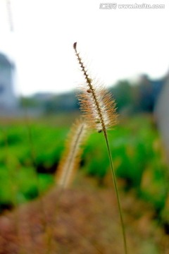 狗尾巴草 马尾草 微距