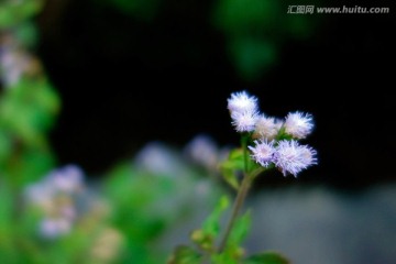 藿香蓟 白色野花 野菊花