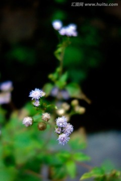 藿香蓟 白色野花 野菊花