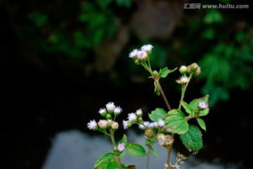 藿香蓟 白色野花 野菊花