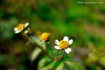 白花鬼针草 白色菊花 野菊花