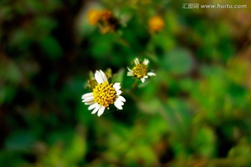 白花鬼针草 白色菊花 野菊花