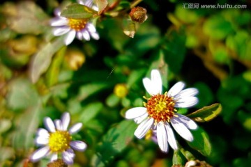 狗娃花 野菊花 白色野花