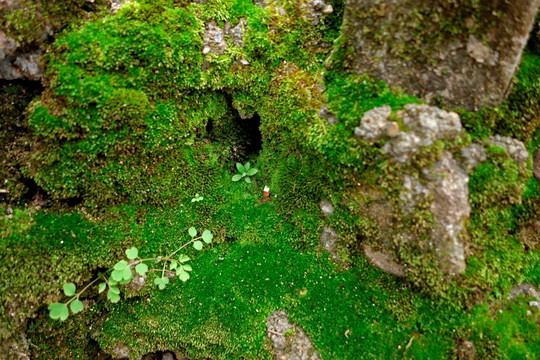 苔藓地 石块 背景素材