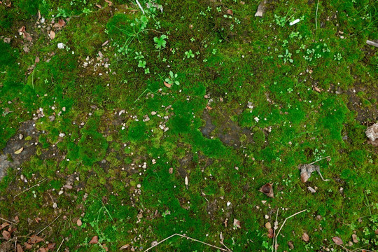 苔藓地 背景素材