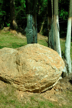 石头和树木