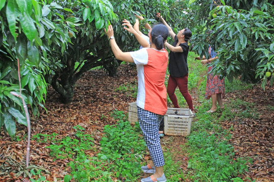 荔枝种植基地