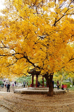 北京唯美的秋色