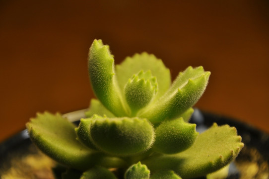 肉肉植物