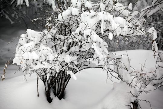 南山牧场 白杨沟雪景 天山风景