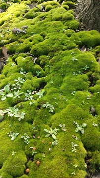 背景素材 苔藓地衣