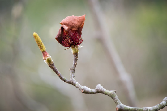 玉兰花