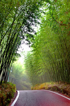 竹海步道