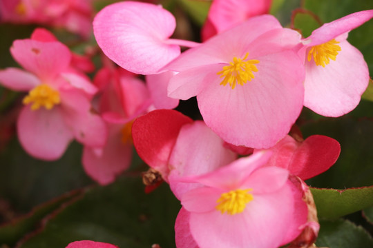 海棠花 鲜花