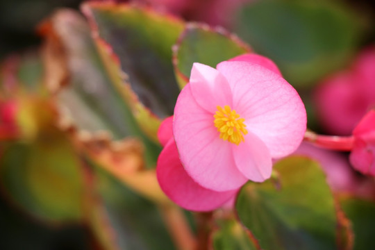 秋海棠 花