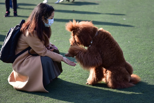 泰迪犬 宠物狗