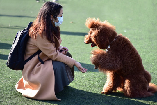 泰迪犬 宠物狗