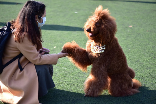 泰迪犬 宠物狗