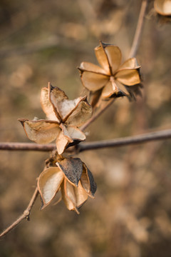 棉花果壳