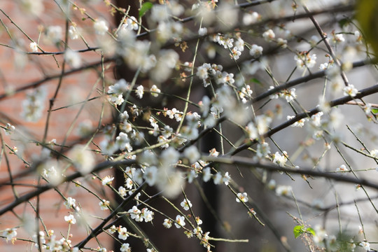 李子花