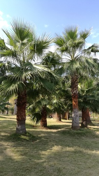 玉屏山公園
