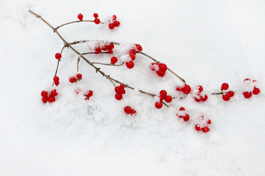 雪中的红果素材