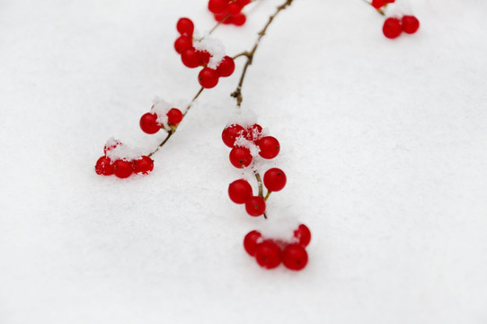 雪中的金银木果实