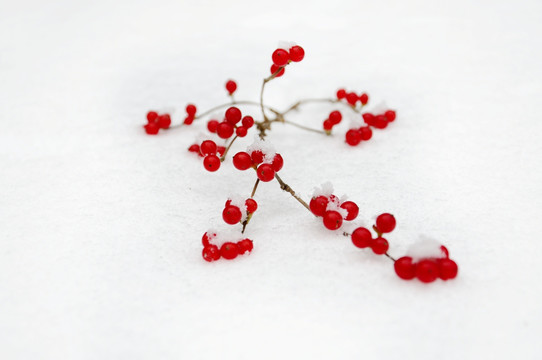 雪中景