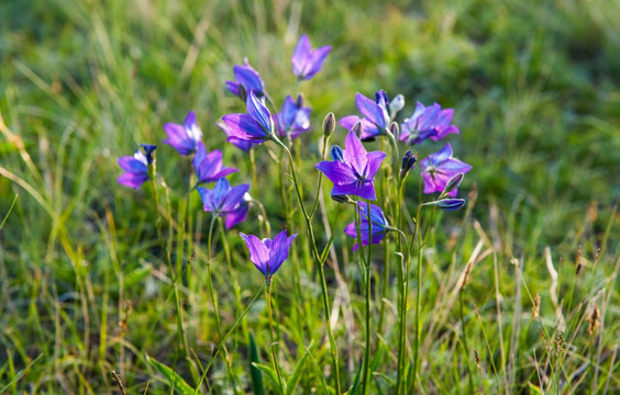 桔梗花 小紫花 铃铛花