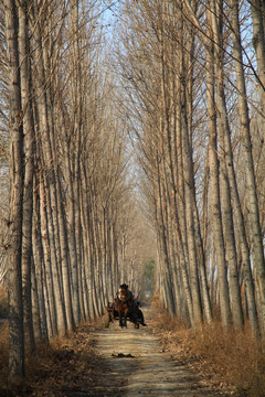 林间小路