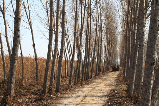 林间小路